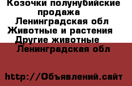 Козочки полунубийские продажа  - Ленинградская обл. Животные и растения » Другие животные   . Ленинградская обл.